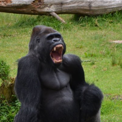 butaGorilla_574's profile picture. 