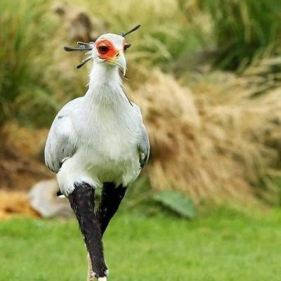 weema_aao's profile picture. 🧠🔫 A schizoid. not here to soothe you.💊🛖