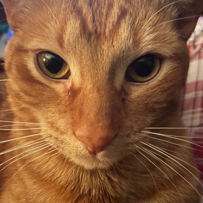 NpNprentice's profile picture. 🇨🇦🇮🇱