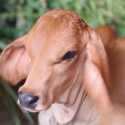 kanaiyalalpand2's profile picture. अंबिका ज्योतिष कार्यालय आडेसर