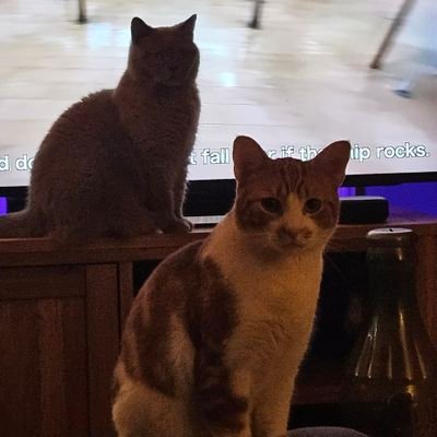 Lily, British shorthair girl (02/08/20) Rusty, ginger boy (24/03/23) 🌈Tango🌈 Ginger boy (13/09/19) till 09/05/23 RIP 🌸 we are from Liverpool UK 🇬🇧☀️