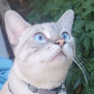 The_Joonie's profile picture. 32| B.A Criminology🇺🇸 | Public Safety field| former Cali native now Oregonian. pro law enforcement//