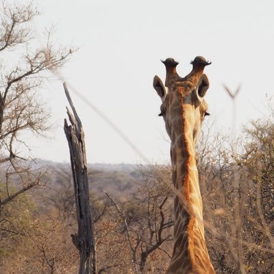 cesgisi's profile picture. 