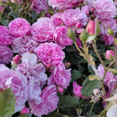 Amiraabdullati3's profile picture. Plant 🌱reviewer,  forager, Animals advocate. 
Not upon the Manhaj of Fast food, Al humdullillah I am Salafee
Empathy  “al Muwāsāh”  moderately inherited.