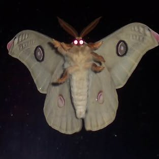 ch_charc's profile picture. qualquer pronome

eu tô começando a postar meus desenhos, se puder me apoiar eu agradeço