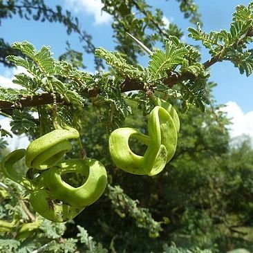 Lijuni_Kingenzu's profile picture. 