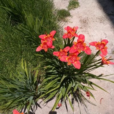 rosy_ortega123's profile picture. 