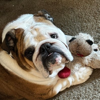 StephanosVolf's profile picture. English Bulldog Dad
MAGA Man