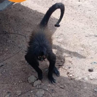 Peloncabezo's profile picture. 