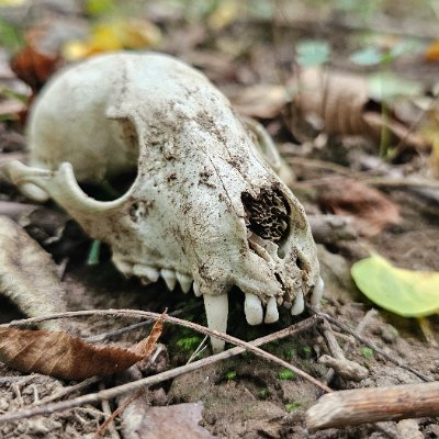 Enlitend_Rebel's profile picture. 