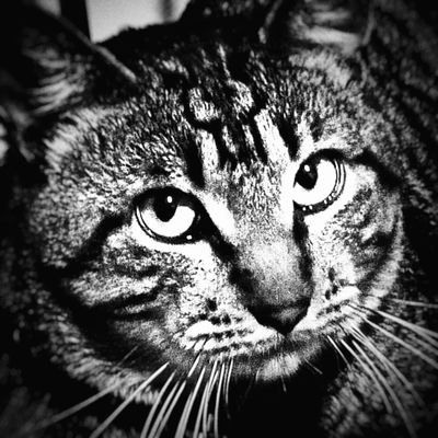 FernandoEBGamez's profile picture. Amo mucho a mi gato 🐈‍⬛
Futuro economista - UNAM 2022 📓
Fan de Star Wars, Pokémon, DC, Crash y Halo.
LGBT 🏳️‍🌈