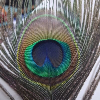 Narcissist1213's profile picture. Student // Trying to be the voice of the nation // INDIAN 🇮🇳
