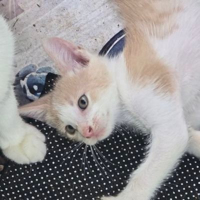 elmenor's profile picture.