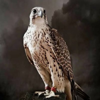 md8113828684424's profile picture. 