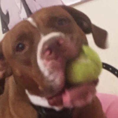 PrettyPittieRey's profile picture. #JumpOnIriam coming soon… 💜🦴