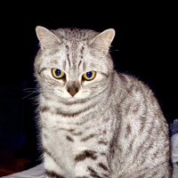 MillyMondschein (@millymondschein) 's Twitter Profile Photo