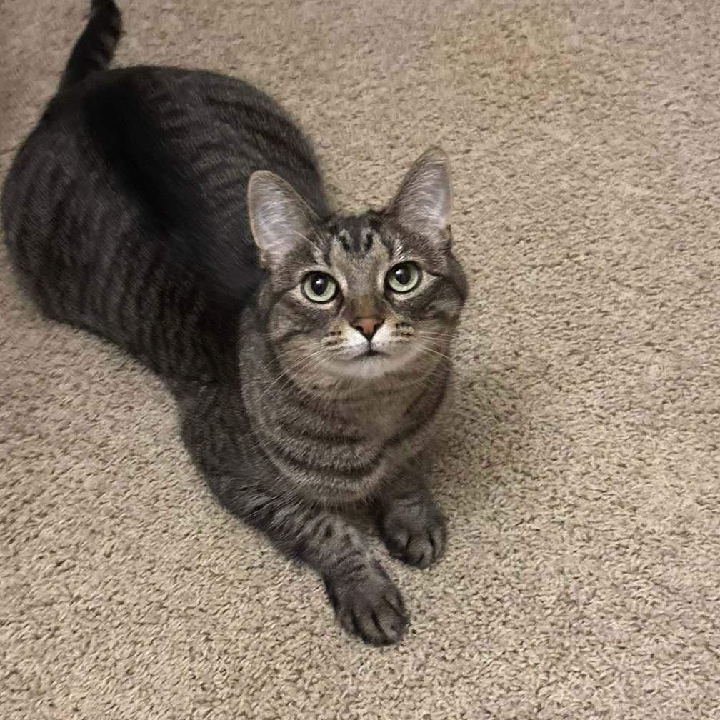 catsmeow1991's profile picture. 