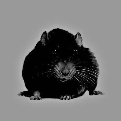 whimsical rat