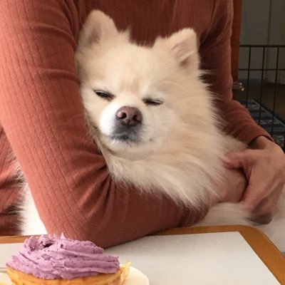 pomepomeclubtop's profile picture. I'm making a video of cute Pome scenes using my dog and AI