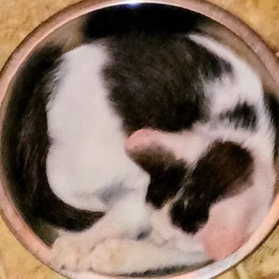 Akri_Demon's profile picture. 18+ Only, No minors, beginner role player, gamer