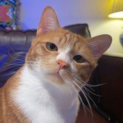 cuitanaku_99's profile picture. now or never