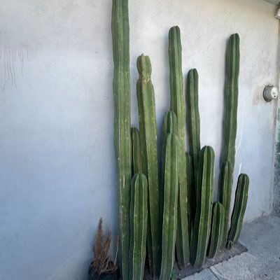 Aura_910's profile picture. 