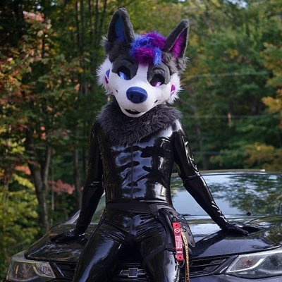 🇨🇦 | 🐺/🐯 Hybrid | 29 | Partner in crime : @Artythefoxx 💙🦊 (2018/08/24) | B.A. Poli Sci 🎓 | ✂️ : @NordstromKaiju & FTW Studios | Shiny on main ✨️ | 🔞