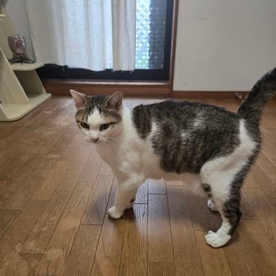 waikarupsw0505's profile picture. 苻
#相互フォロー募集中
#猫好きさんと繋がりたい
【うい】です。漢検・語検勢。
精神障害者保健福祉手帳2級。 漢検1級14回合格。(R4-3協会賞🥇)、語検2級(R7-1)、語検準1級チャレンジャー。英検2級、ねこ検定中級、  精神保健福祉士、四字熟語検定1級、大人発達障害対応スペシャリスト（R）等。