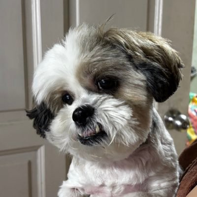 yamajijaka's profile picture. 🐶