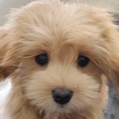 inu508's profile picture. 年に1､2度クリプトのつぶやきします🙄
社食とポテチとスイーツと駄菓子をこよなく愛する変な人
マルプーのお世話係🐶