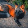 EcoAstrology's profile picture. Ecologically Reclaiming Self To Become More Whole Once Again 

***Readings**Available**Website**Below***