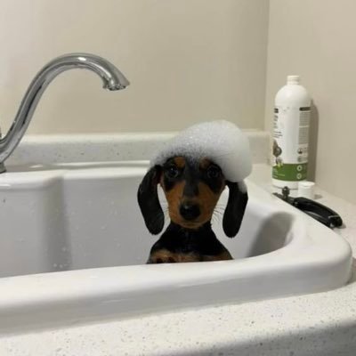 cloverxng's profile picture. ◥█̆̈◤࿉∥