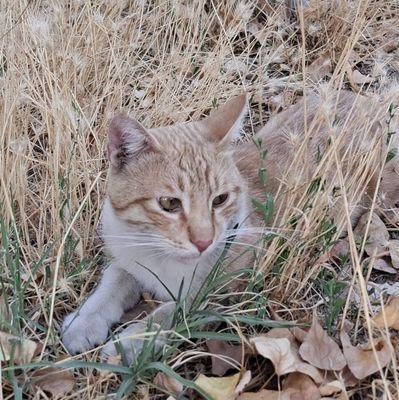 Zehratncr1771's profile picture. 