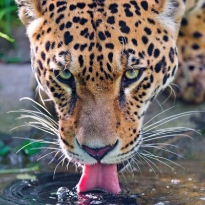 ThePoseidonC's profile picture. The Poseidon 🖤