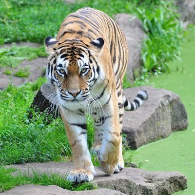 TigersBrav83347's profile picture. 