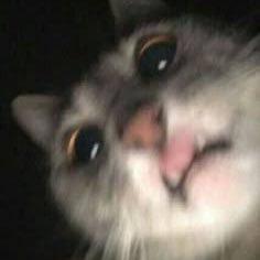 kemillycondack's profile picture. ダークウェブ流出系→@undergroundbot2/フォロバ100