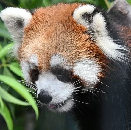 motsushinsen's profile picture. わたし成人済20↑猫執事のお腐りモツ！
こっちは御主人の３にゃん！
@nekochaaaaaaa03
好きなものを好きなだけ！！！！！
自機ﾊﾝ♂でｳﾂﾊﾝ♂/調ﾘﾊﾝ♂
ｪｹﾁｪﾝ🥼(明日方舟)/博♂右
🐼💕redpanda💕𝓛𝓸𝓿𝓮🔰杏香/えみ/かのこ/大事/メル/カソン/メロディ/ニコレイ/后