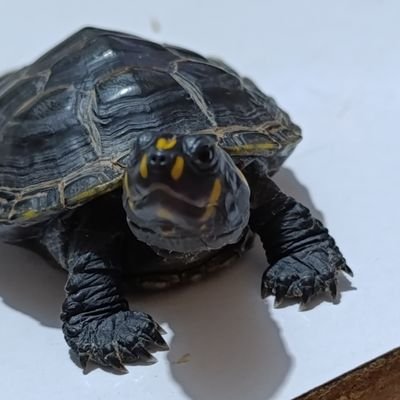 yuyuinyou's profile picture. 