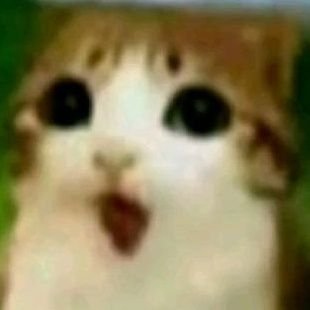 niyangaradon's profile picture. 