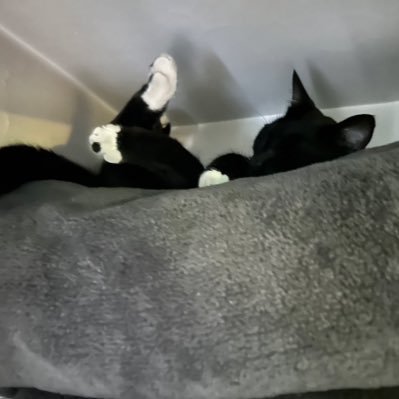 xicanxxx's profile picture. BMI: 69