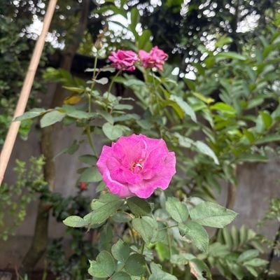 @Saalina170725