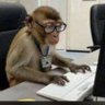 KedeTuli's profile picture. 