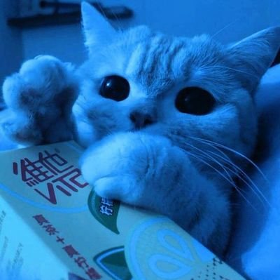 vittoriaaaa_444's profile picture. here by mistake