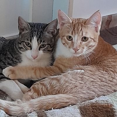 Feria3670994930's profile picture. تخس بچه‌‌هایی نجات یافته‌ایم