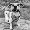 wonder_winston's profile picture. It's just me, Walter. Also known as Wally Wally Boom Boom.
I'm here to be as entertaining as Winston was, and as awesome as Wesley.