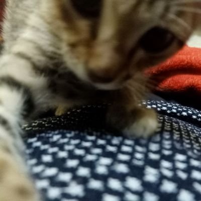 YahyaAsad14's profile picture. Doing my thing, your opinion wasn’t in the plan🥂 | Web3 explorer | Free Palestine 🇵🇸
irys-verify-0xd91119-yahyaasad14