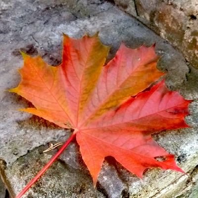 kKPBGysuMPavh4p's profile picture. 🌞🍁🙂