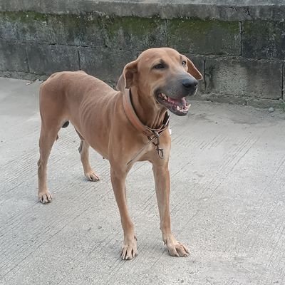 CruzJinggoy's profile picture. 