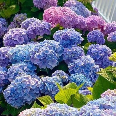 hydrangealuuv's profile picture. 