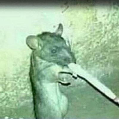 wurtlewurtle's profile picture. 